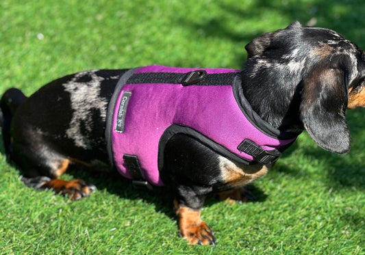 Dachshund made to measure Neoprene Dog Harness: No-Rub Comfort Vest