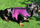 Dachshund made to measure Neoprene Dog Harness: No-Rub Comfort Vest