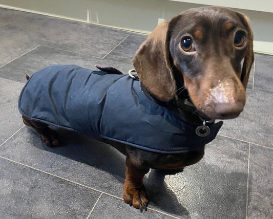 Waxed Cotton Dachshund Dog Coat: Waterproof Winter Pet Apparel