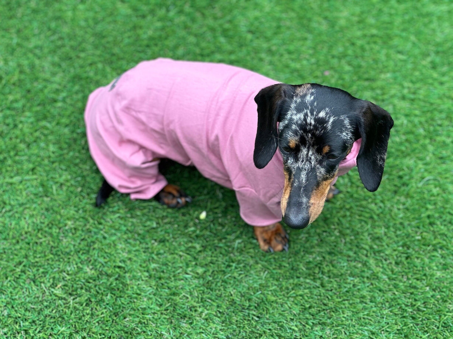 Dachshund Cotton Jersey Onesie: Cooling Pajama Jumpsuit