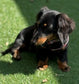 Limited Edition Dachshund Harness: Black Spacer Mesh, Floral Trim