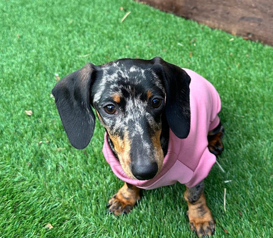 Dachshund Scuba Crepe Jumper: Washable Dog Tank Top