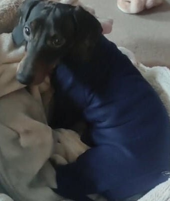Water Resistant Fleece Dachshund Onesie: Mud Repellent Dog Coat
