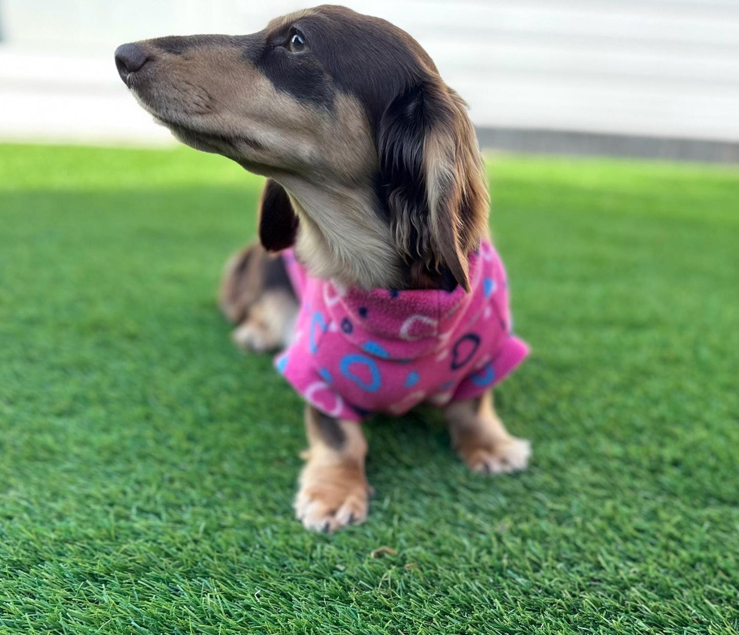 Dachshund Heart Fleece Dog Coat: Water Repellent, Breathable Jumper