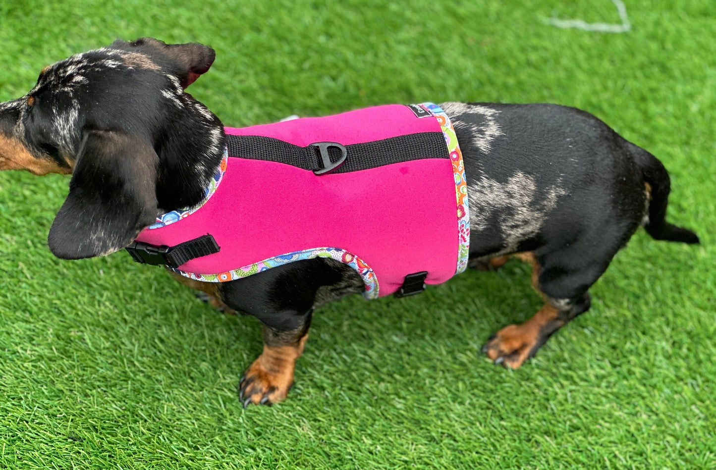 Dachshund made to measure Neoprene Dog Harness: No-Rub Comfort Vest