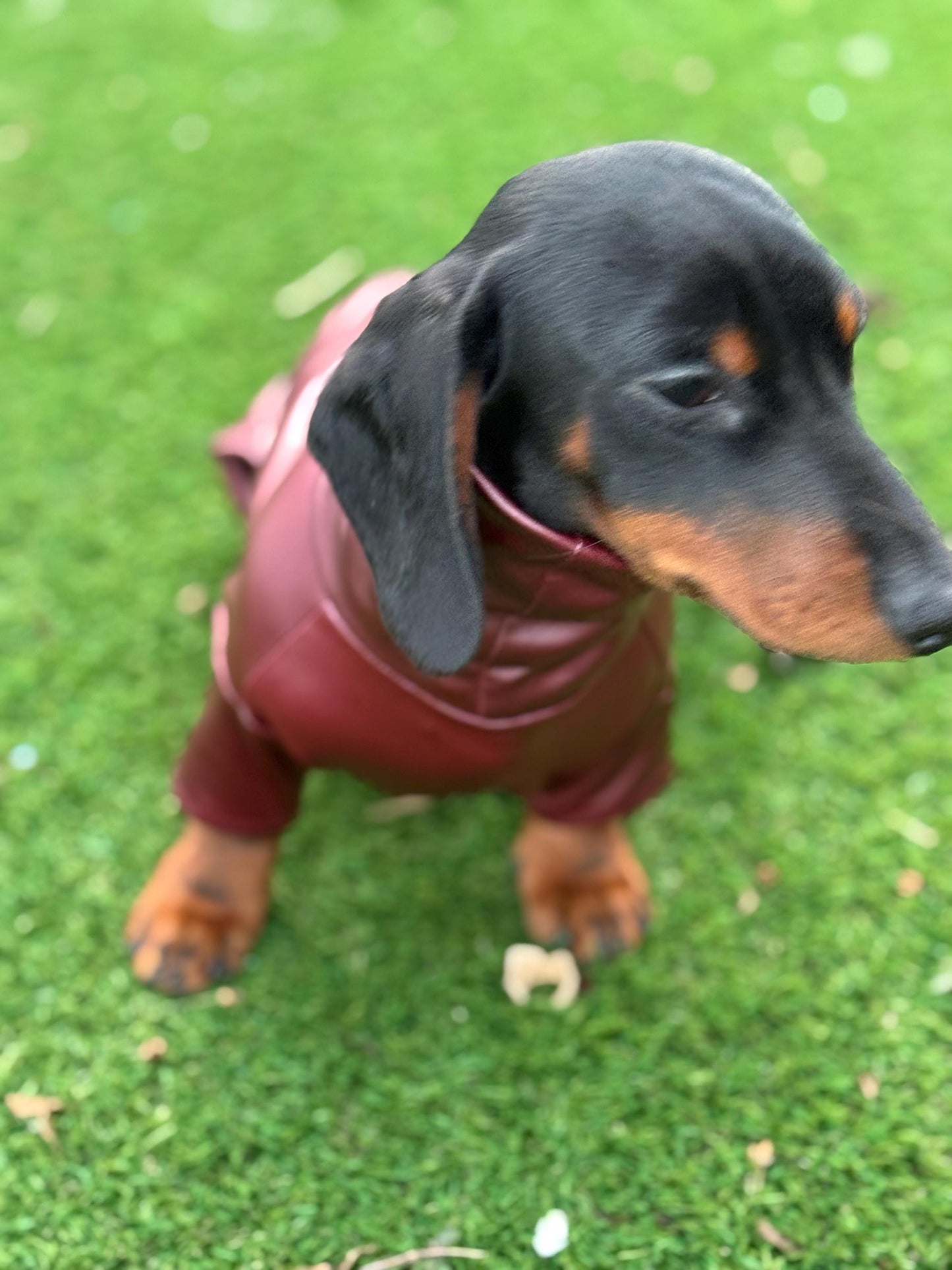 Waterproof Dachshund Onesie: Eco-Friendly Stretchy Dog Jumpsuit