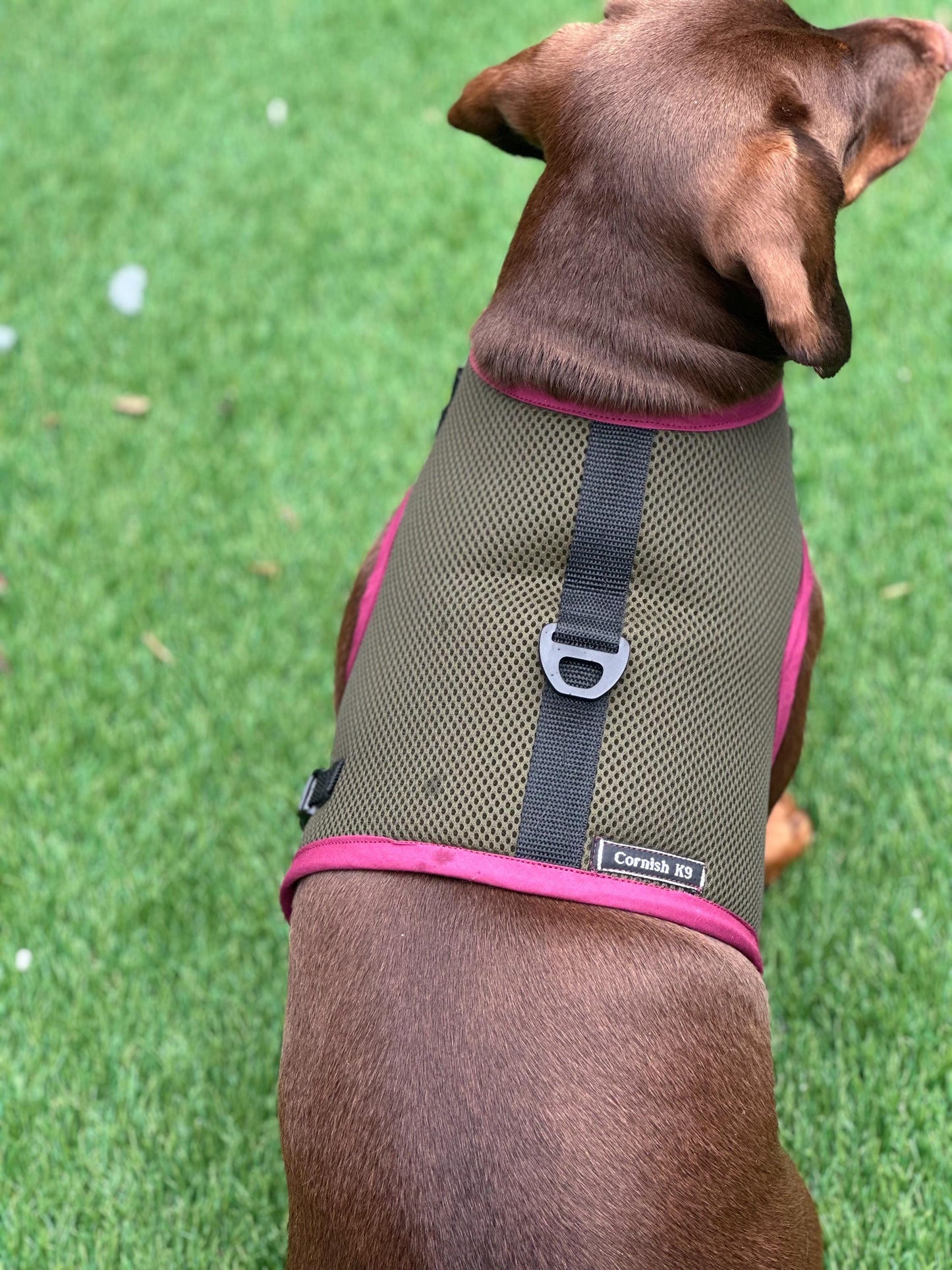 Made-to-Order Dachshund Harness: Army Green Spacer Mesh, No Armpit Rub