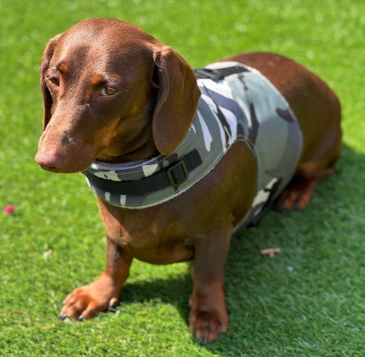 Waterproof Dachshund Harness: Fleece Lined, No-Rub Design