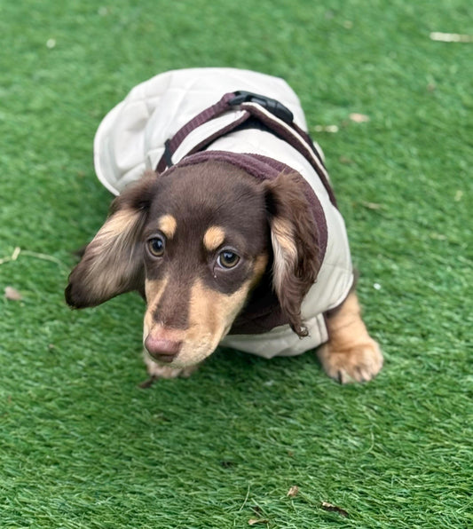 Waterproof Quilted Dachshund Coat: Fleece Lined Winter Dog Coat