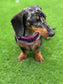 Harris Tweed Dachshund Harness: Fleece Lined Dog Vest with Bow