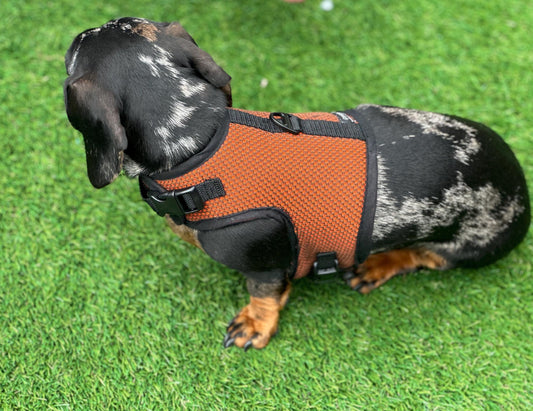 Dachshund harness ,dog harness ,dachshund dog vest ,no arm pit rub harness,rub free harness