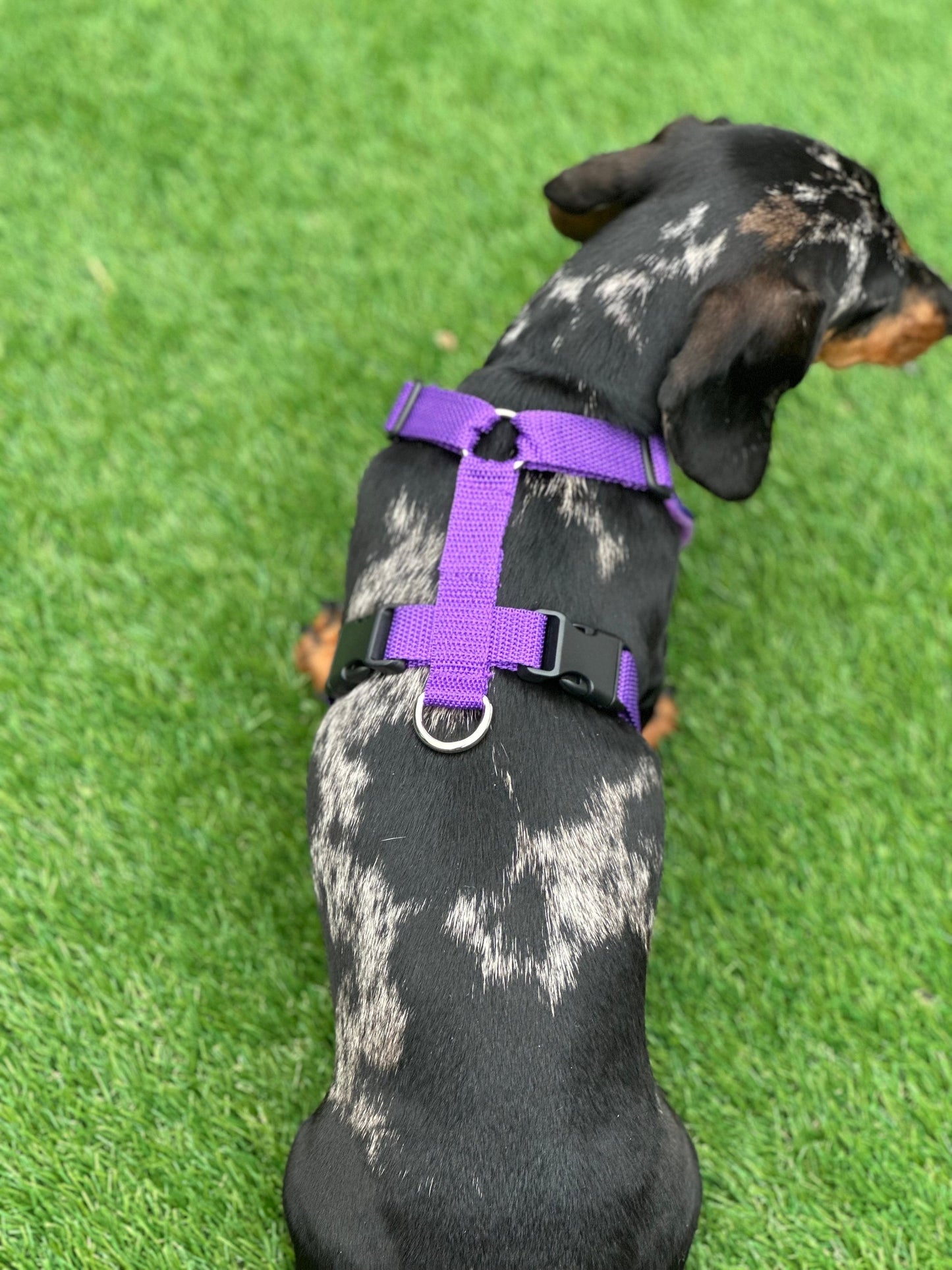 Dachshund Quilted Dog Harness: Padded Fleece Lined, Waterproof, No-Choke