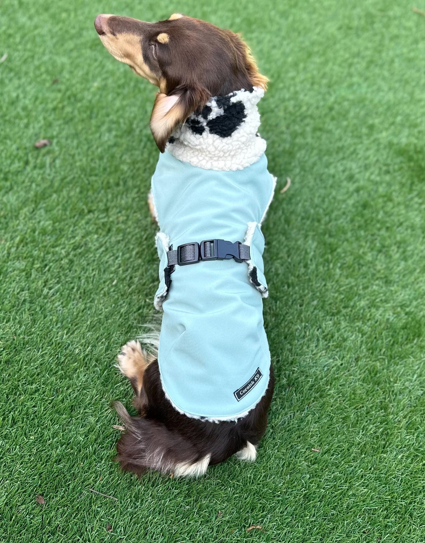 Waterproof Softshell Dachshund Coat: Sherpa Fleece Lined, Windproof