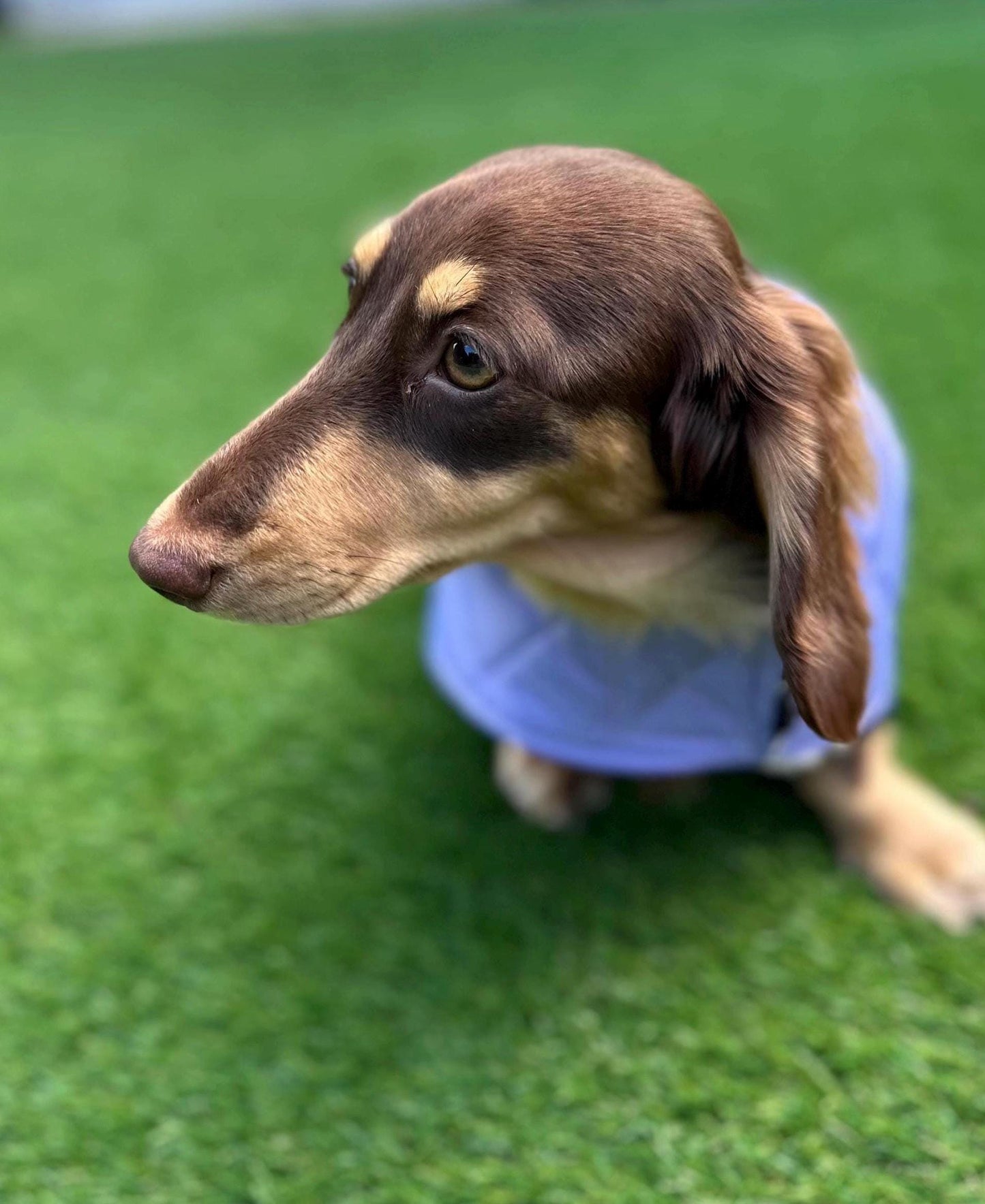 Dachshund winter Quilted Dog Coat: Water-Resistant Sherpa fur Lined Winter Jacket