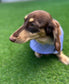 Dachshund winter Quilted Dog Coat: Water-Resistant Sherpa fur Lined Winter Jacket