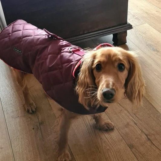 Dachshund Quilted Dog Coat: Water-Resistant Fleece Lined Winter Jacket