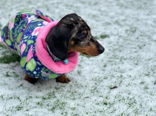 Fleece Dachshund Coat: Water Repellent Dog Jumper, Chest Covering