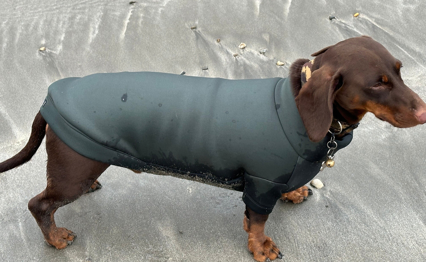 Dachshund Neoprene Jumper: Front Leg Dog Suit, Washable Dog Jumpsuit