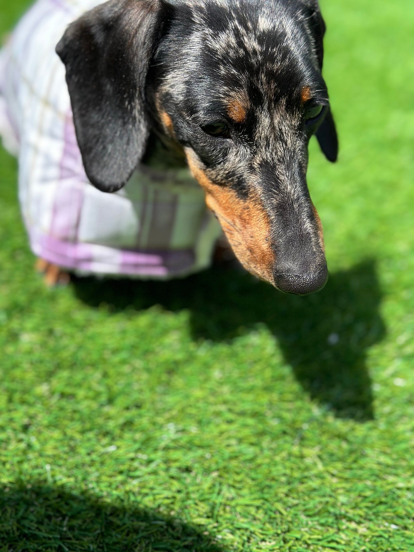 Dachshund water resistant dog coat, waterproof dog coat, shower proof dog coat ,pet lover, pet accessories,dachshund dog coat