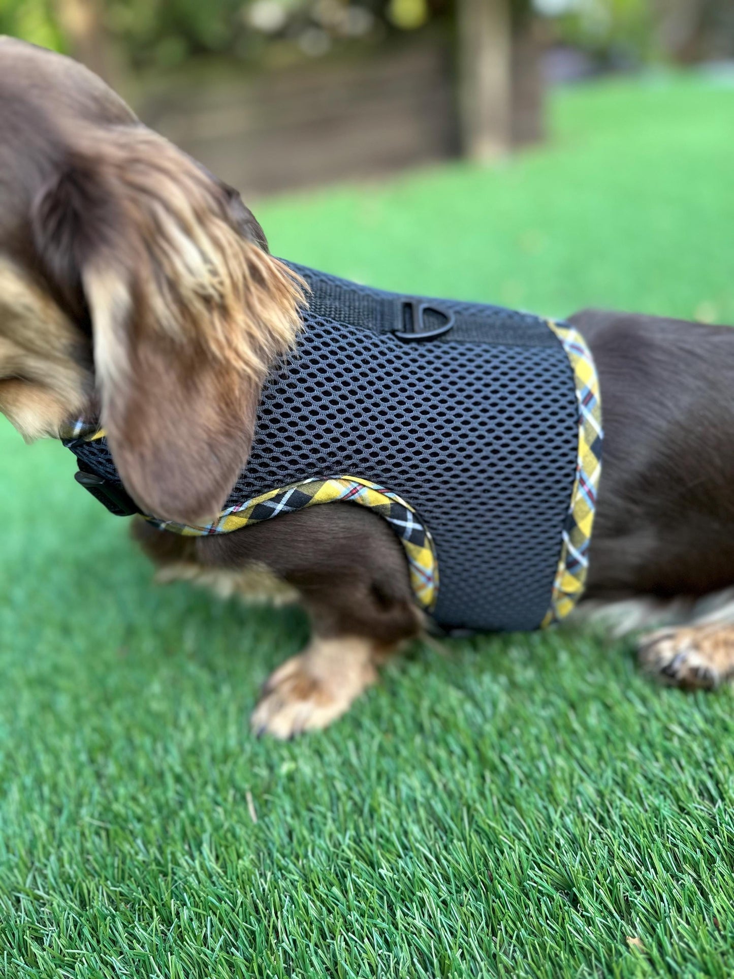 Made-to-Measure Dachshund Harness: Cornish Tartan Trim, No-Rub Design