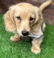 Dachshund Fleece Jumper: Two-Tone Zip Neck, Water Resistant