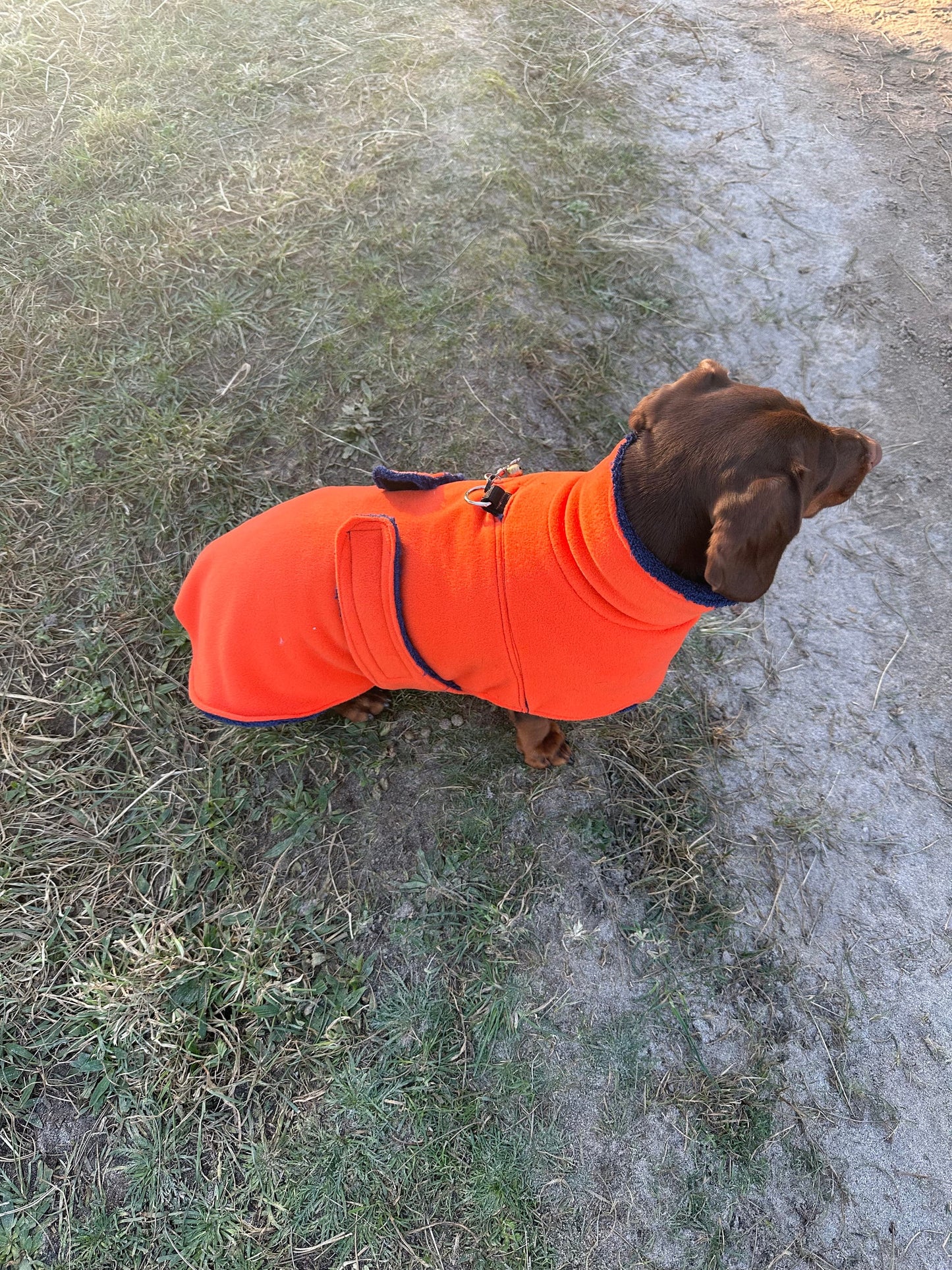 Dachshund Fleece Dog Drying Coat: Absorbent Terry Lined, Washable Jumper