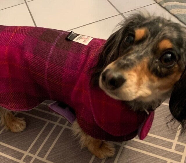 Harris Tweed Dachshund Coat: Fleece Lined Wool Dog Jacket