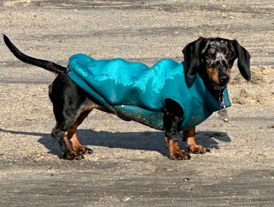 Dachshund Neoprene Dog Jumper: Stretchy, Insulated, Open-Neck