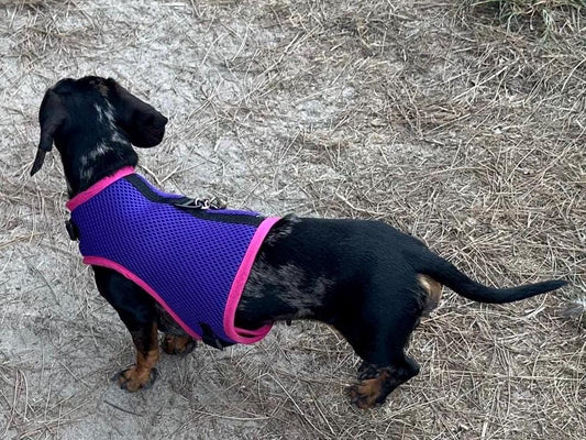 Dachshund harness ,dog harness ,dachshund dog vest ,no arm pit rub harness,rub free harness