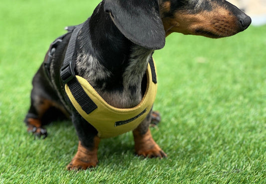 Waterproof Cordura Dachshund Harness: Padded Fleece Lined, No Choke