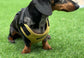 Waterproof Cordura Dachshund Harness: Padded Fleece Lined, No Choke