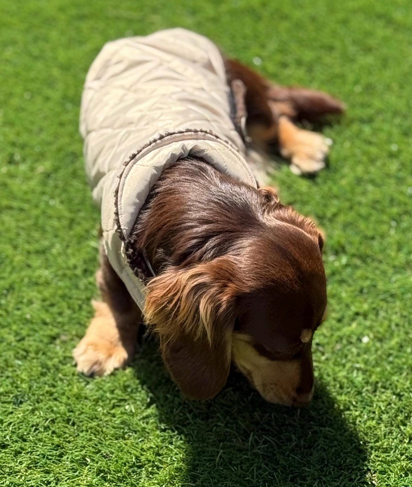 Waterproof Quilted Dachshund Coat: Sherpa Fleece Lined, Windproof