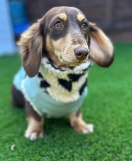 Waterproof Softshell Dachshund Coat: Sherpa Fleece Lined, Windproof