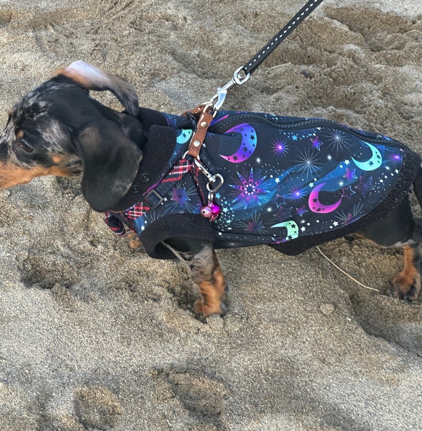 Dachshund zipped Softshell waterproof jacket ,zipped dachshund jumper ,breathable dog jumper, dog jacket,Water & Mud Repellent