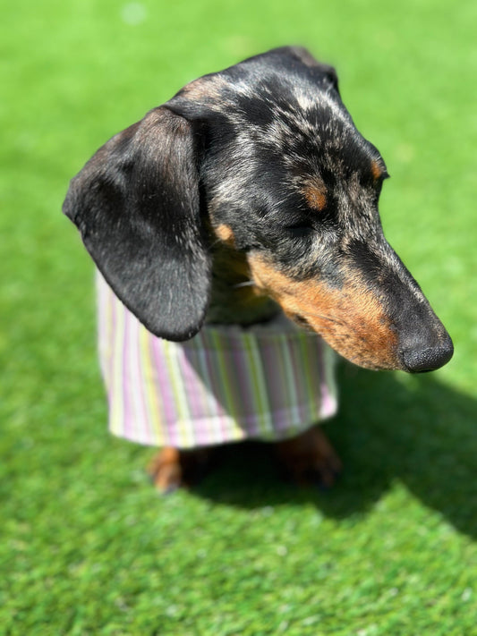 Water resistant dog coat, waterproof dog coat, shower proof dog coat ,pet lover, pet accessories,dachshund dog coat