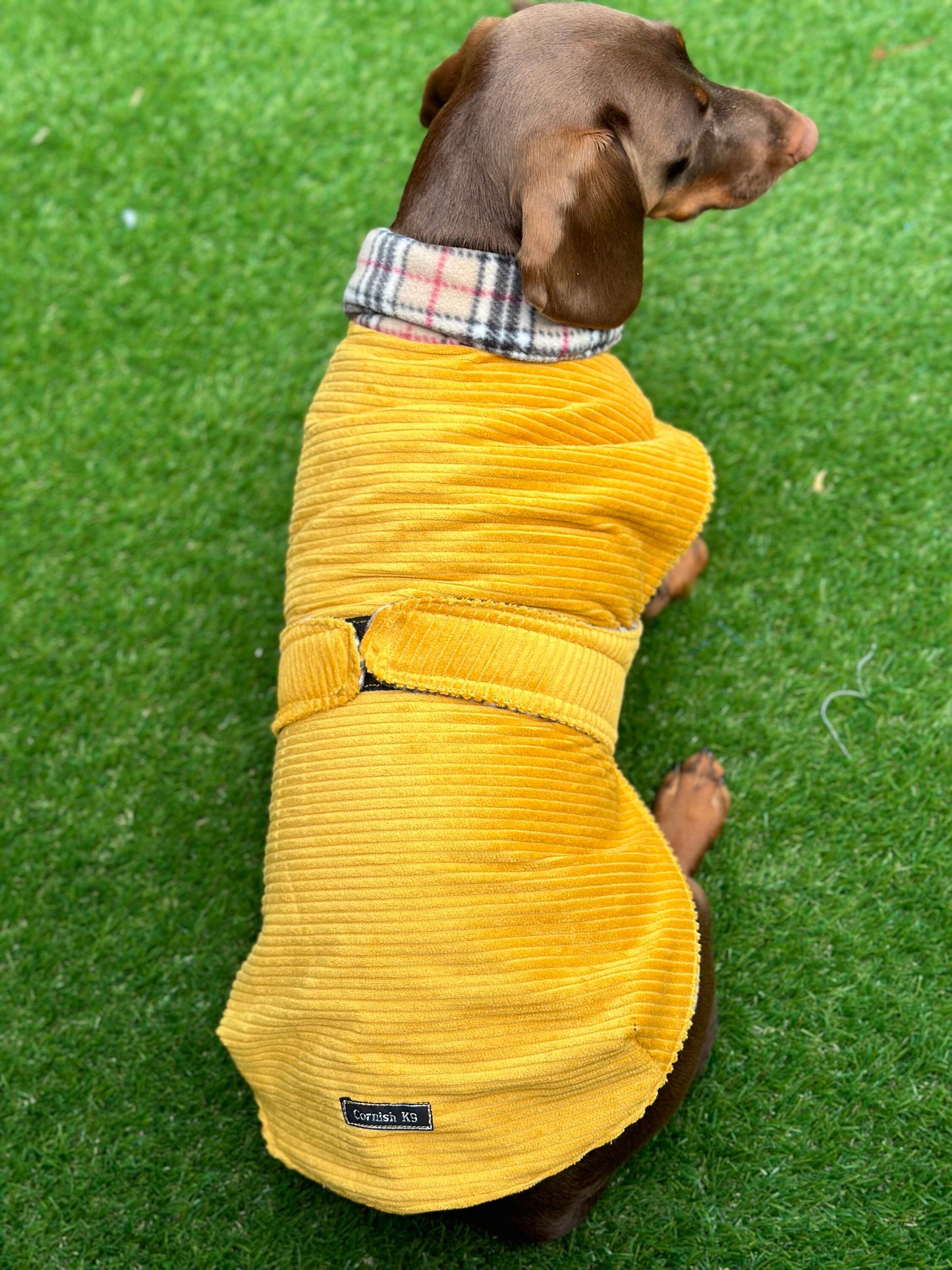 Corduroy Dachshund Coat: Fleece Lined Dog Jacket
