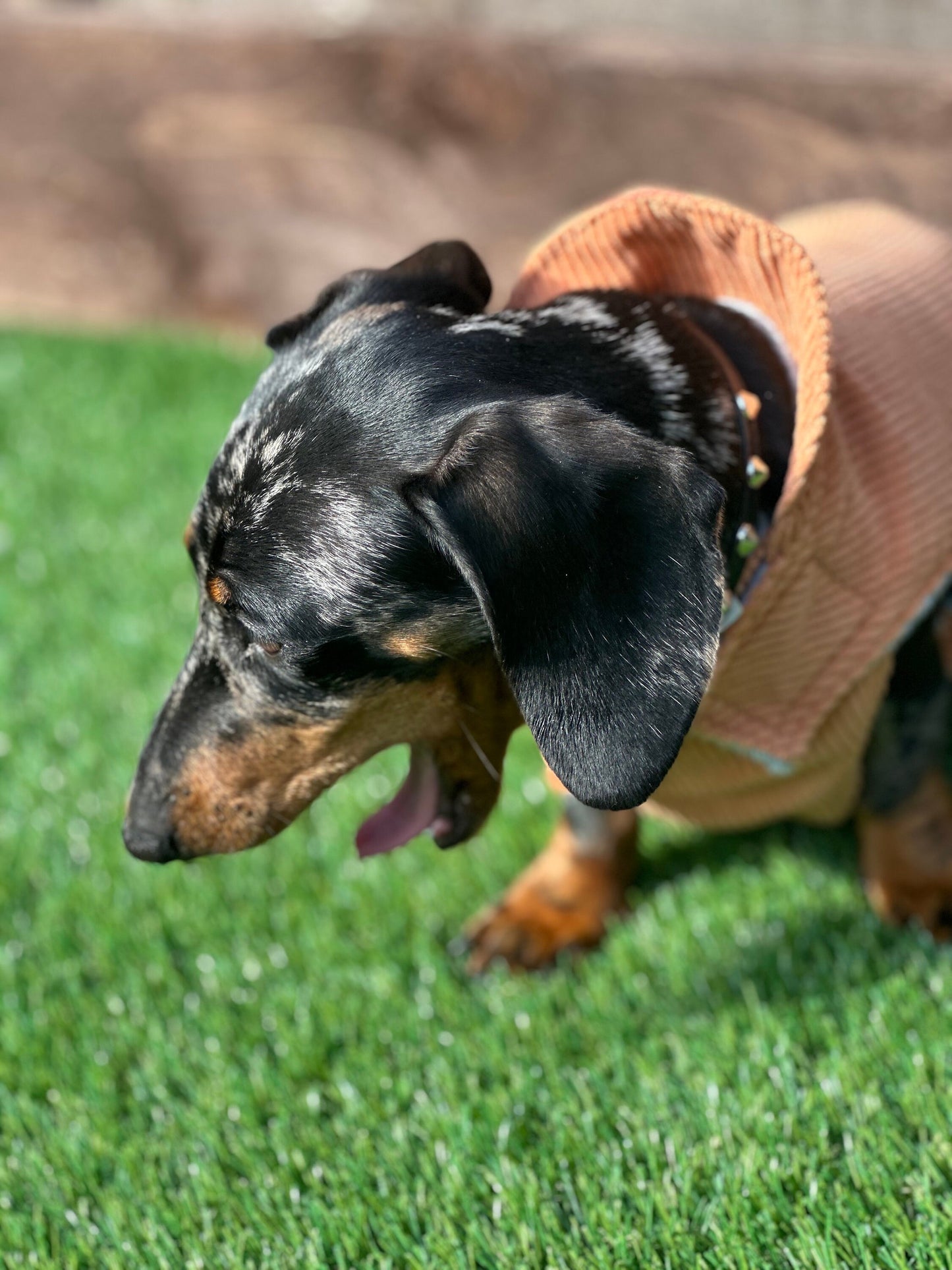Corduroy Dachshund Coat: Fleece Lined Dog Jacket with Harness Hole