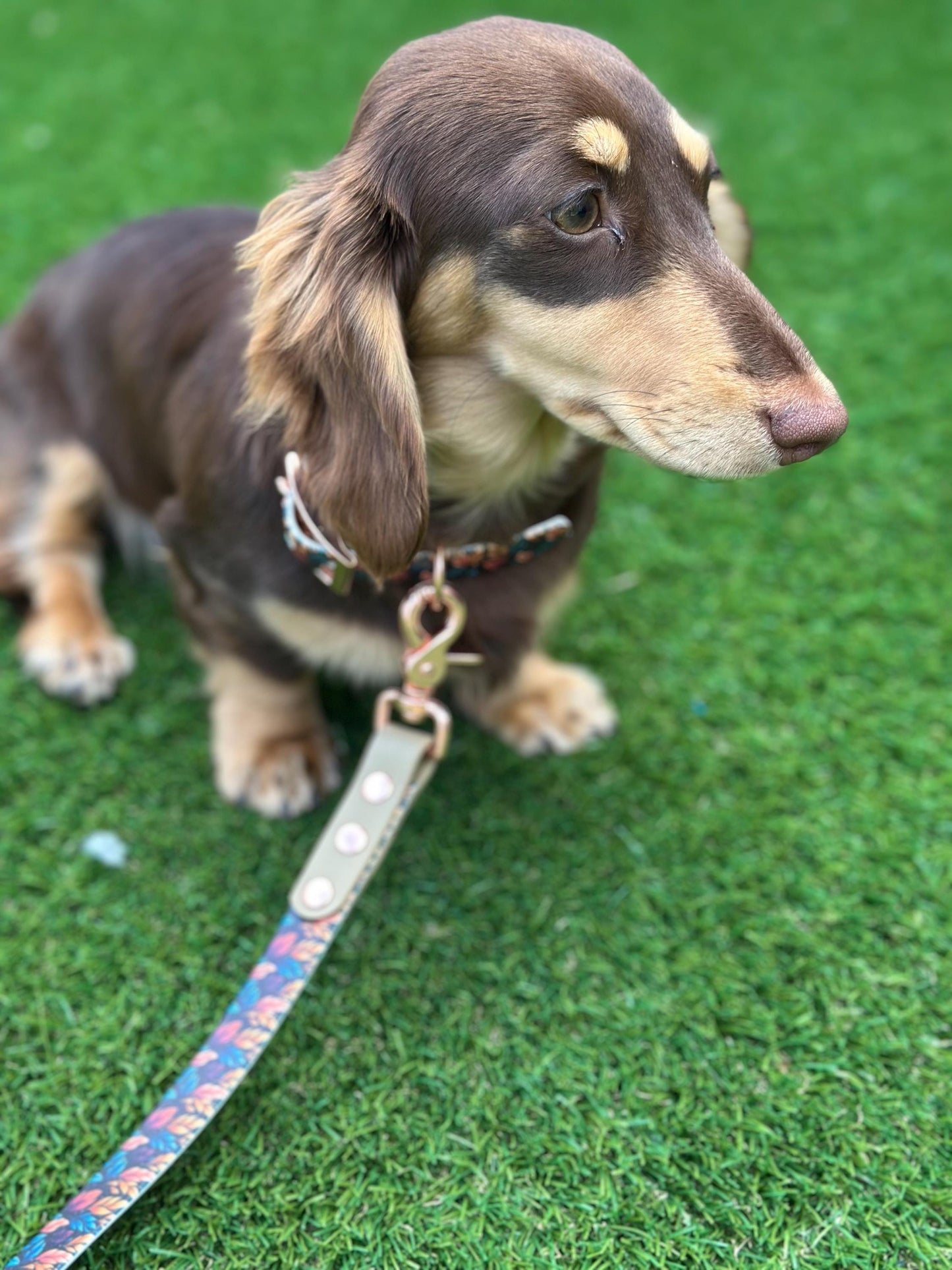 Waterproof Biothane Dog Collar & Lead Set: Rose Gold Hardware