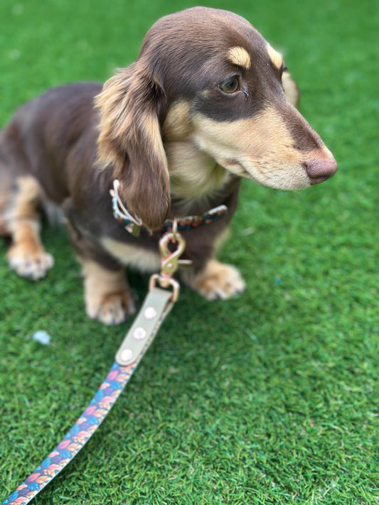 Waterproof Biothane Dog Collar & Lead Set: Rose Gold Hardware