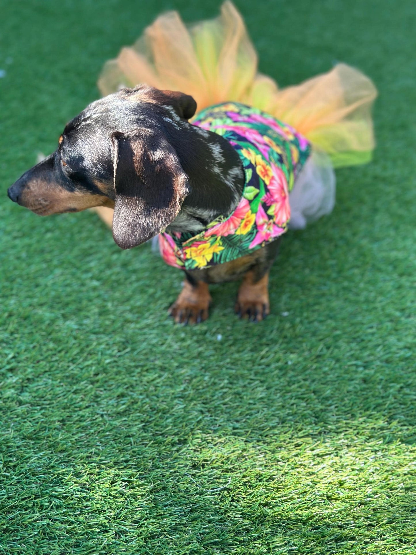 Dachshund tutu dog dress ,  dog dress , dog tutu ,dachshund tutu , pet accessories, dog party dress