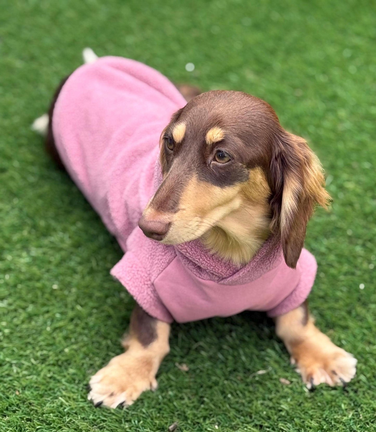 Waterproof Dachshund Hoodie: Fleece Lined, Mud Repellent Soft Shell