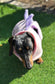 Dachshund Dino Fleece Dog Drying Coat: Absorbent Cotton Terry Lined