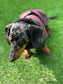 Dachshund Dry wax  dog coat,dog coat ,winter dog coat , dachshund coat ,belly covering dog coat,waterproof dachshund coat