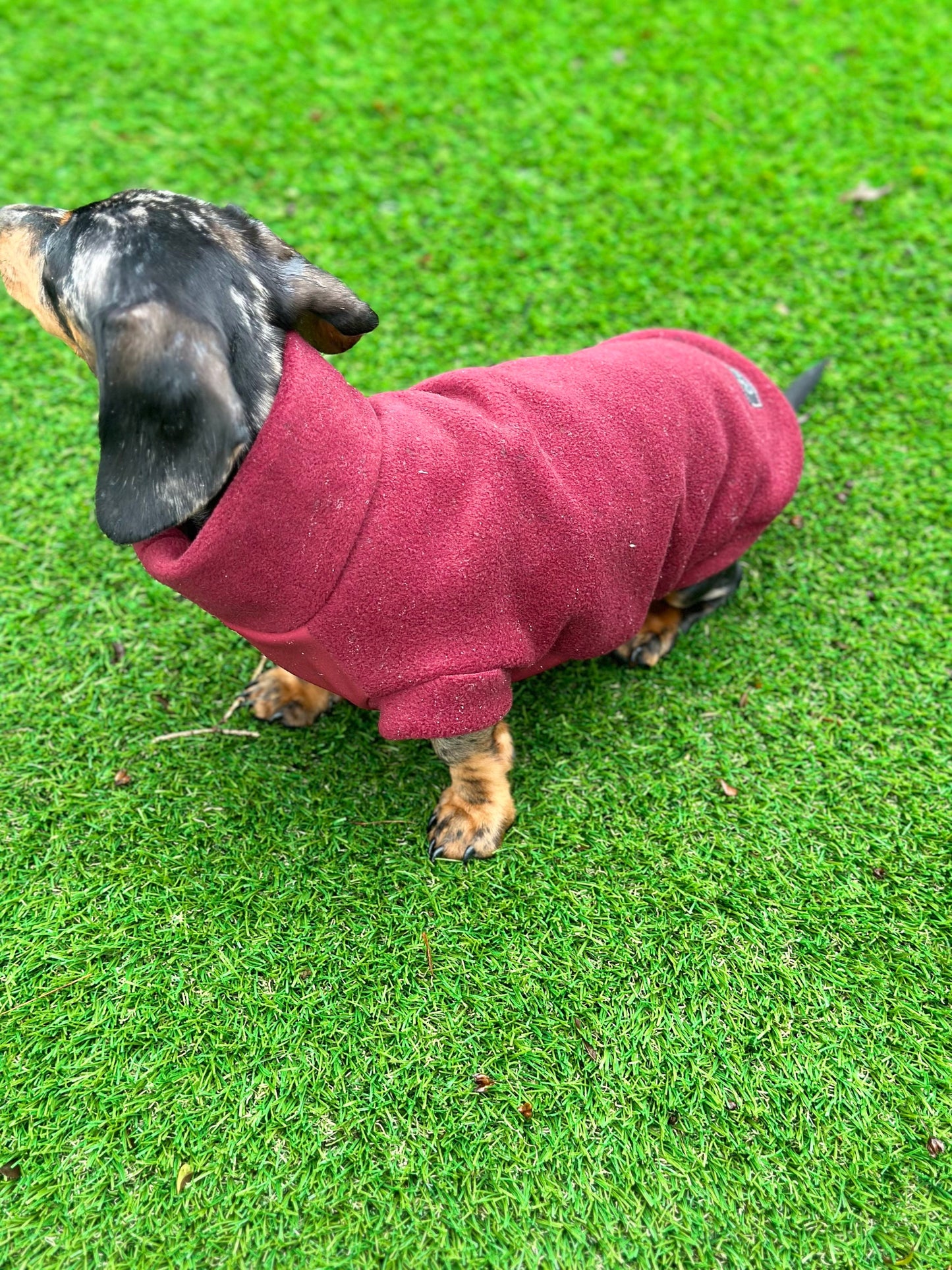 Waterproof Softshell Dachshund Fleece Jumper: Mud & Water Repellent