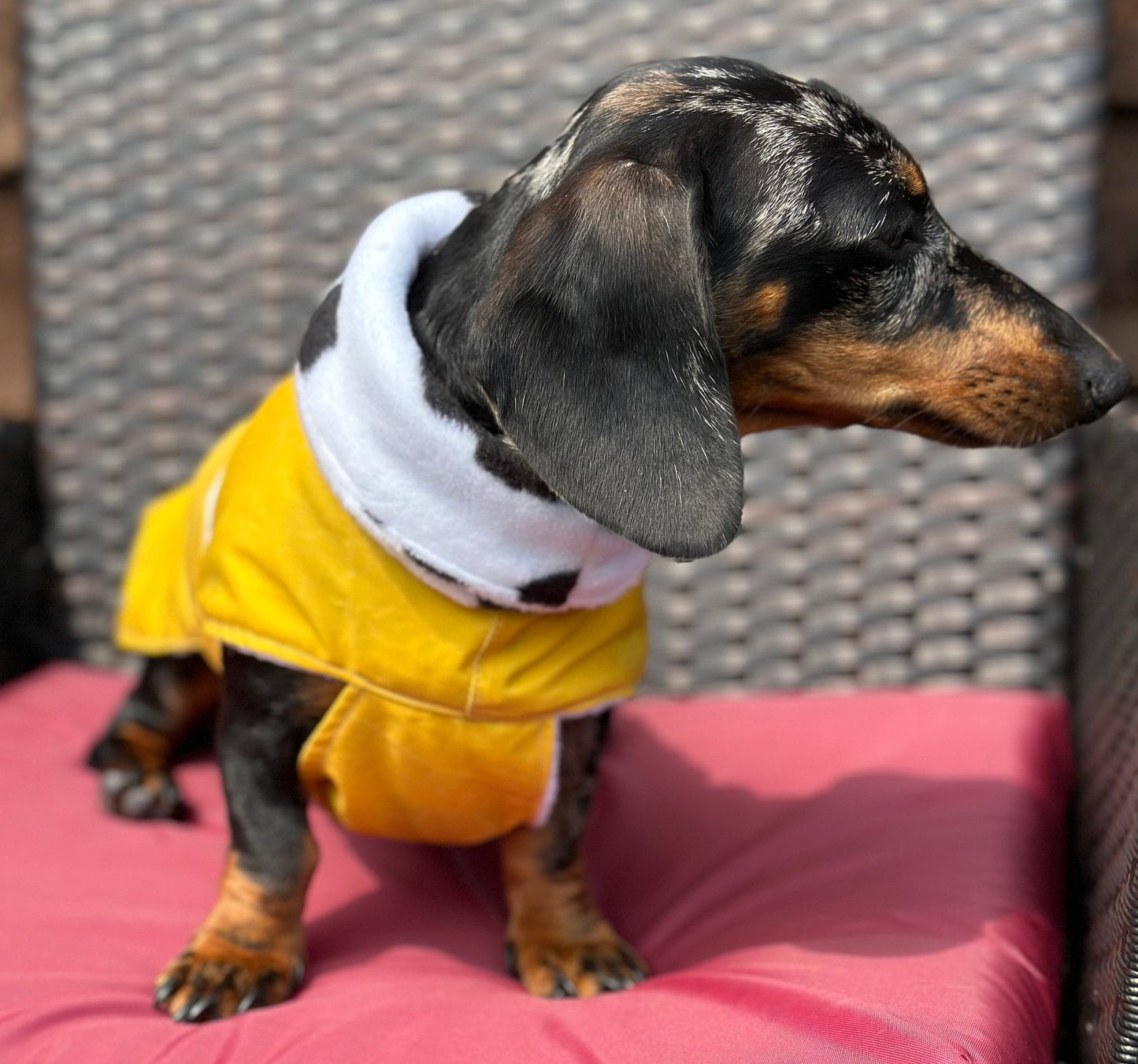 Waterproof Waxed Dachshund Coat: Fleece Lined Winter Dog Coat