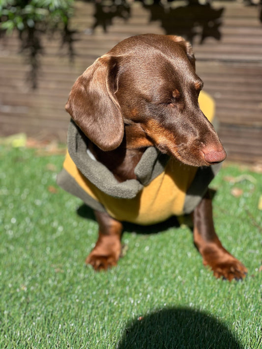 Water Repellent Dachshund Fleece Jumper: Open Neck Dog Coat