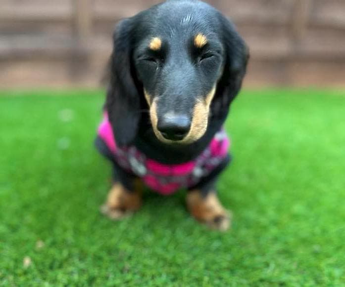 Dachshund Fleece Dog Jumper: Breathable, Water-Resistant, Warm