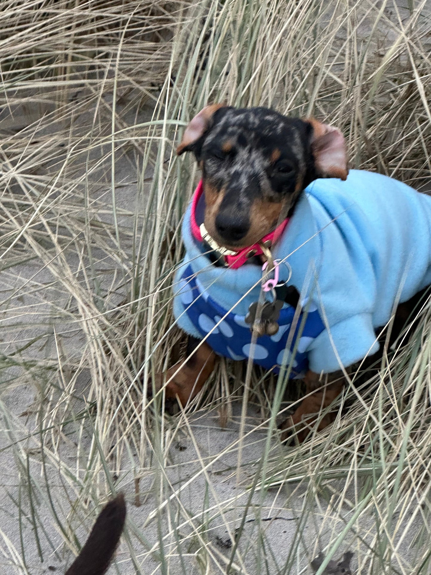 Dachshund  waterproof tummy fleece ,dachshund jumper ,dachshund jacket,mud and water repellent fleece , dachshund fleece