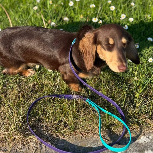 Waterproof Biothane Dog Collar & Lead Set: Small Breed, Quick Release