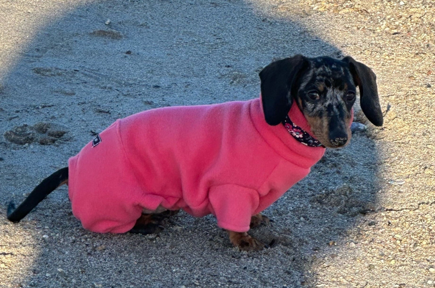 Miniature Dachshund Fleece Onesie: Water Repellent Dog Jumpsuit